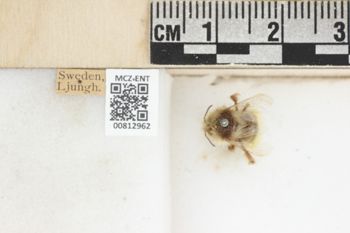 Media type: image;   Entomology 812962 Aspect: labels